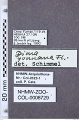 Etiketten zu Dima yunnana (NHMW-ZOO-COL-0008729)